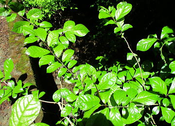 小臭木：ミカン科の落葉低木