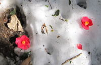 雪上のヤブツバキの落花
