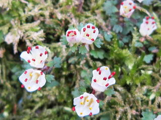 ユキノシタ科の多年草：超小さな花です