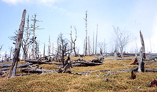 枯木の林立する大台ケ原特有の景観