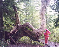 変形したダケカンバの巨木：燧裏林道にて