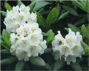 白山石楠花：ツツジ科の常緑低木