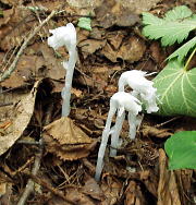 純白の腐生植物