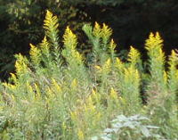 背高泡立草：キク科アキノキリンソウ属の多年草