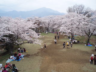 ほぼ満開の桜：権現山の展望台から撮影