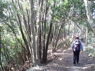 美しい常緑樹林の尾根歩き
