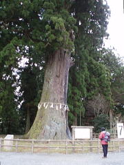 幹周約15m、樹高約47mの天然記念物