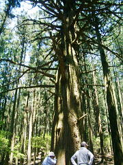 このウラゴケの杉だけが際立って大きい