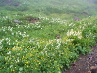咲いていた花： ウサギギク、シラネニンジン、ミヤマキンバイ、ヨツバシオガマ、ミヤマアキノキリンソウ、コバイケイソウ、タデ類、など