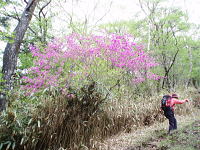 トウゴクミツバツツジが咲く黒エンジュ尾根