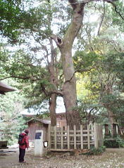 樹齢約400年のホルトノキ：かながわの名木100選
