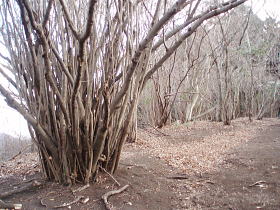 アブラチャン：クスノキ科の落葉小高木