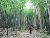 まず孟宗竹の林を通過