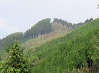 モヒカン刈りの山頂部