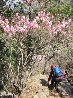 満開のアカヤシオが咲く稜線の岩場