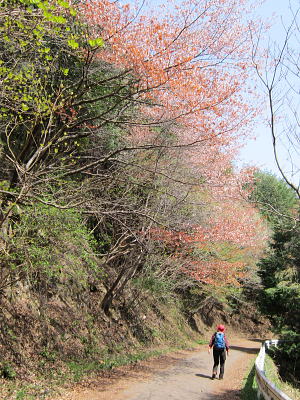 ヤマザクラの咲く林道