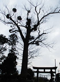 �P���L�Ɋ񐶂��郄�h���M