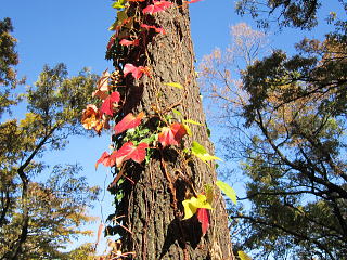 頭高山の山頂部にて・紅葉した葉はナツヅタです