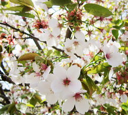 山桜：バラ科サクラ属の落葉高木