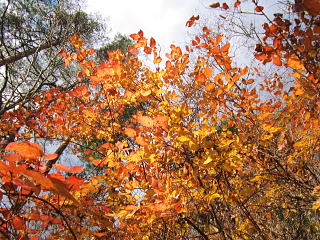 丸葉空木：アジサイ科ウツギ属の落葉低木
