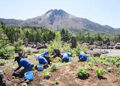 シラネアオイを植えている作業員たち