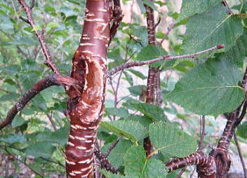 岳樺：カバノキ科カバノキ属の落葉高木