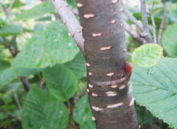 深山榛の木：カバノキ科ハンノキ属の落葉低木〜小高木