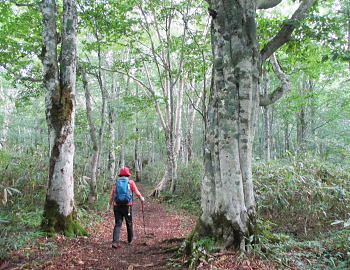 黒姫山中腹のブナ林