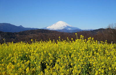 菜の花畑越しに富士山を望む