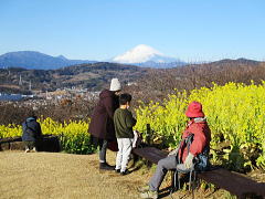 芝生広場から、菜の花畑越しに富士山を望む