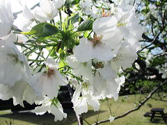 大島桜：バラ科サクラ属の落葉高木