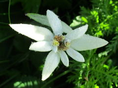 礼文薄雪草：キク科ウスユキソウ属の多年草。別名、エゾウスユキソウ