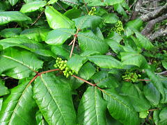 蔦漆：ウルシ科の落葉蔓性木本。雌雄異株。有毒植物。
