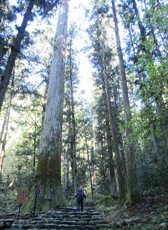 樹高約60m