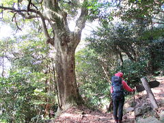 椨：クスノキ科の常緑高木