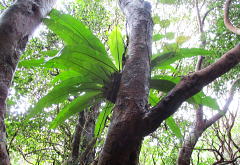 島大谷渡：チャセンシダ科の常緑多年性のシダ植物。熱帯性〜亜熱帯性