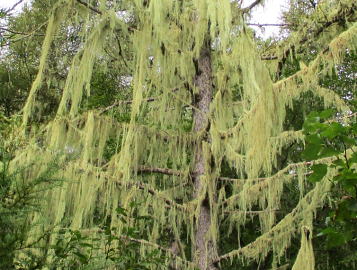 サルオガセ：樹皮に付着して懸垂する糸状の地衣類