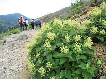 裏白蓼（Aconogonon weyrichii）：タデ科オンタデ属の多年草