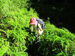 シダとコケが美しい登山道