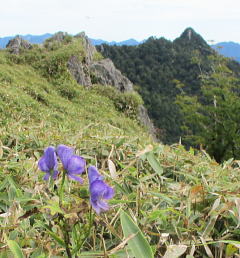 山鳥兜：キンポウゲ科の疑似一年草