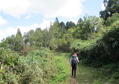 よく整備された登山道