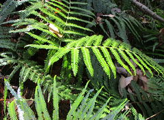 シダ植物門ウラジロ科に属するシダ