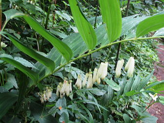 鳴子百合（Polygonatum falcatum）：キジカクシ科アマドコロ属の多年草