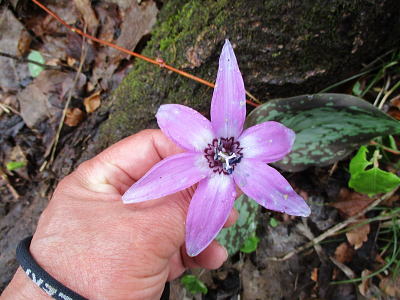 片栗（Erythronium japonicum）：ユリ科の多年草