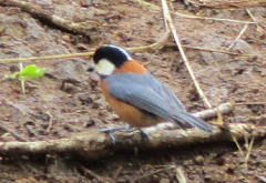 山雀：シジュウカラ科の小鳥