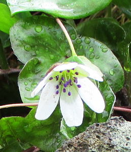 大三角草：キンポウゲ科の多年草
