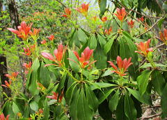 馬酔木（Pieris japonica subsp. japonica）：ツツジ科の常緑低木