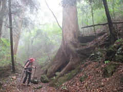 樅（Abies firma）：マツ科モミ属の常緑針葉樹