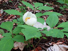 山芍薬（Paeonia japonica）：ボタン科の多年草