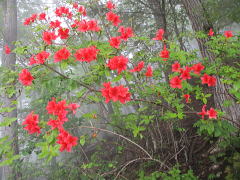 山躑躅（Rhododendron kaempferi var. kaempferi）：ツツジ科の半落葉低木